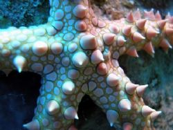 Close up of a starfish taken at Shark Observatory, Ras Mo... by Anel Van Veelen 